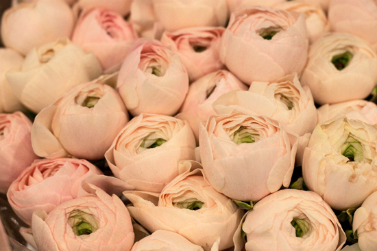 2013-03-15-Hanoi-ranunculus-Flowerona.jpg?mtime=20170929144909#asset:12341