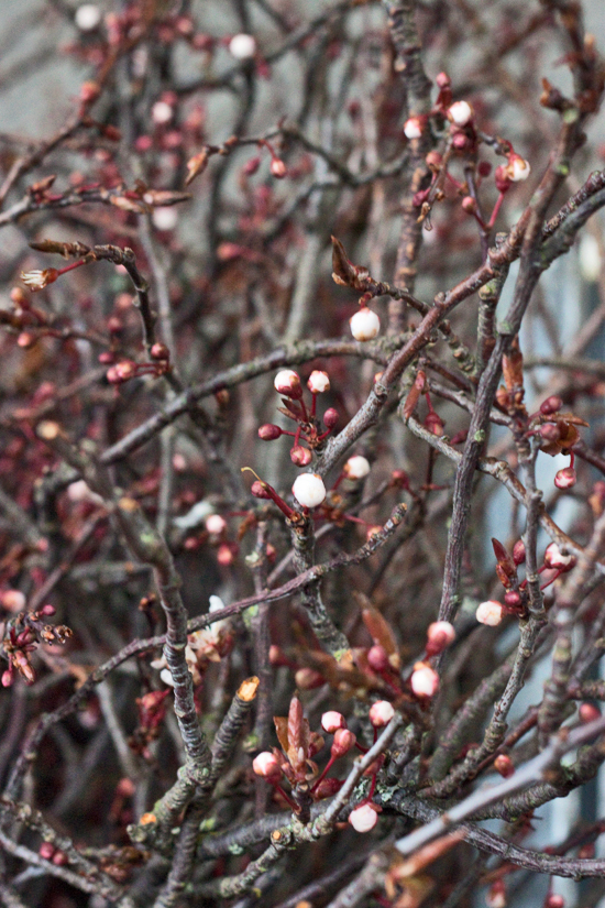 2013-03-16-English-prunus-blossom-Flowerona.jpg?mtime=20170929144910#asset:12342