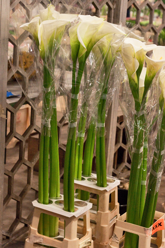 2013-03-17-English-Arum-Lilies-Flowerona.jpg?mtime=20170929144910#asset:12343
