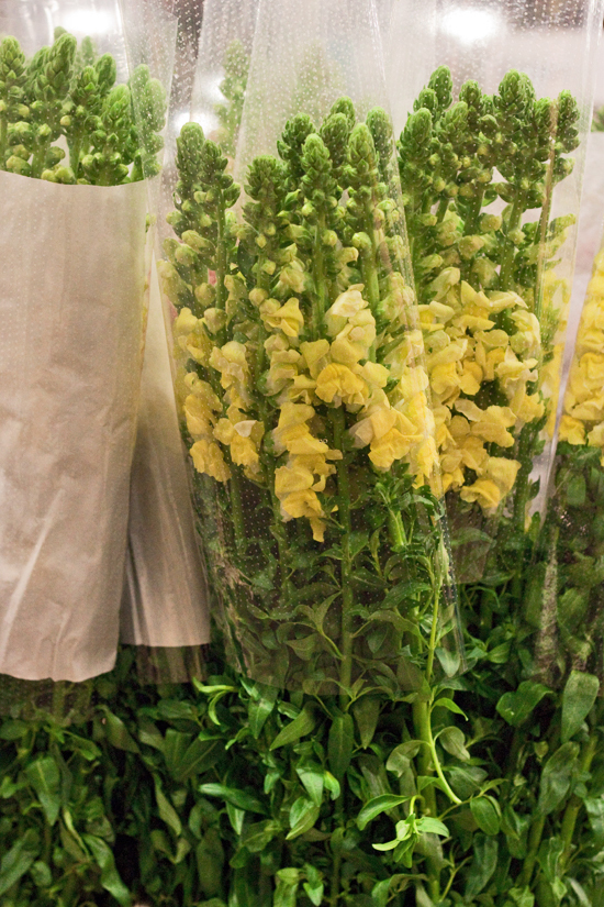 2013-03-18-Italian-Antirrhinums-Flowerona.jpg?mtime=20170929144911#asset:12344