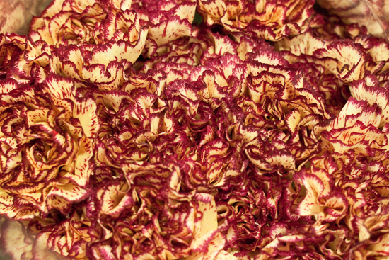 2013-03-19-Carnations-Flowerona.jpg?mtime=20170929144912#asset:12345