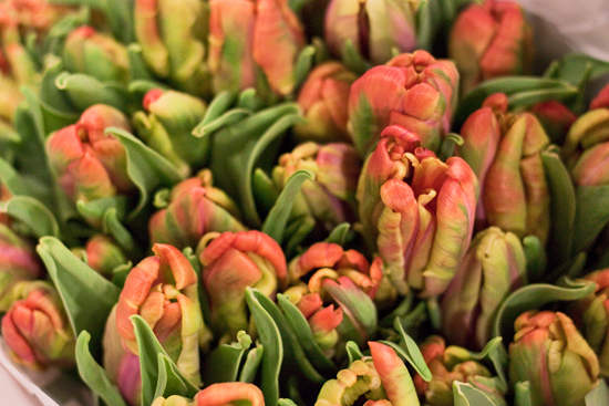 2013-03-2-Parrot-Tulips-1-Flowerona.jpg?mtime=20170929144901#asset:12328
