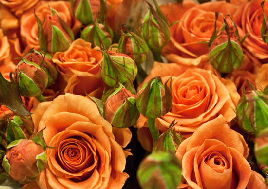 2013-03-22-Apricot-Sasse-Rose-Flowerona.jpg?mtime=20170929144914#asset:12348