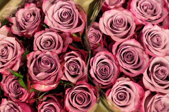 2013-03-24-Deep-Purple-roses-Flowerona.jpg?mtime=20170929144915#asset:12350