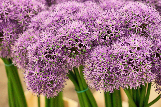 2013-03-25-Allliums-Flowerona.jpg?mtime=20170929144915#asset:12351