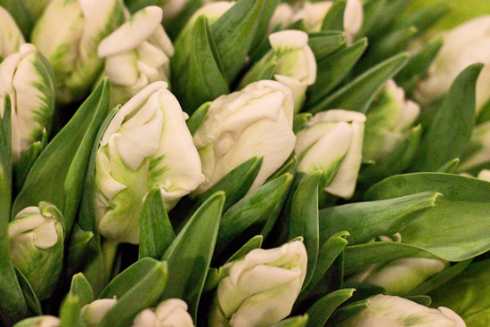 2013-03-3-Parrot-Tulips-2-Flowerona.jpg?mtime=20170929144902#asset:12329