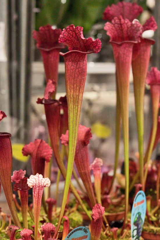 2013-03-35-Sarracenia-Flowerona.jpg?mtime=20170929144921#asset:12361