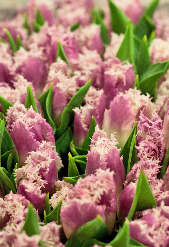 2013-03-4-Fringed-Tulips-Flowerona.jpg?mtime=20170929144903#asset:12330