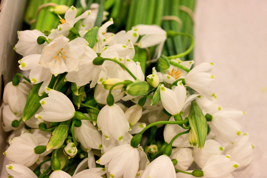 2013-03-6-Snowflakes-Flowerona.jpg?mtime=20170929144904#asset:12332