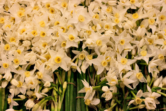 2013-03-7-Narcissi-Flowerona.jpg?mtime=20170929144904#asset:12333