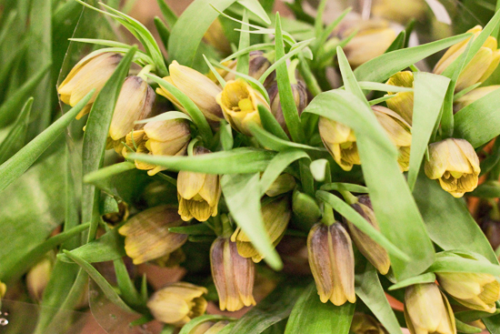 2013-03-8-Fritillaria-2-Flowerona.jpg?mtime=20170929144905#asset:12334
