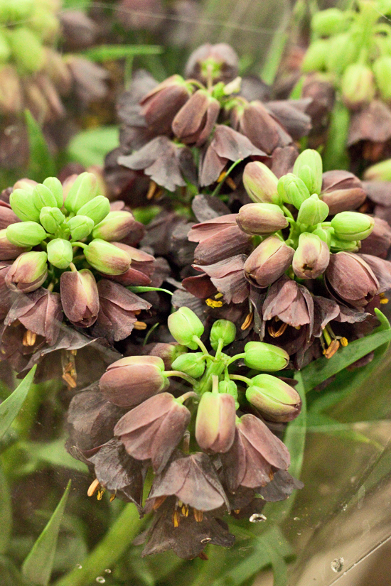 2013-03-9-Black-Fritillaria-Flowerona.jpg?mtime=20170929144906#asset:12335