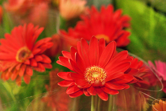 2013-04-13-Gerberas-Evergreen-Exterior-Services-New-Covent-Garden-Flower-Market-Flowerona-1.jpg?mtime=20170929143152#asset:12309