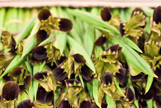 2013-04-25-Widow-Iris-Pratley-New-Covent-Garden-Flower-Market-Flowerona-1.jpg?mtime=20170929143201#asset:12321