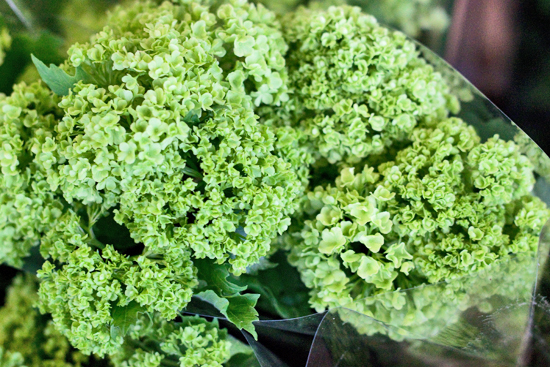 2013-04-5-Guelder-Rose-GB-Foliage-New-Covent-Garden-Flower-Market-Flowerona-1.jpg?mtime=20170929143149#asset:12301