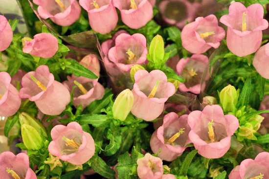 28-New-Covent-Garden-Flower-Market-May-Report-Flowerona.jpg?mtime=20170929141925#asset:12287