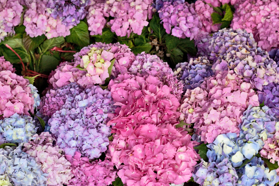 30-New-Covent-Garden-Flower-Market-Flowerona_170929_130936.jpg?mtime=20170929130936#asset:12183