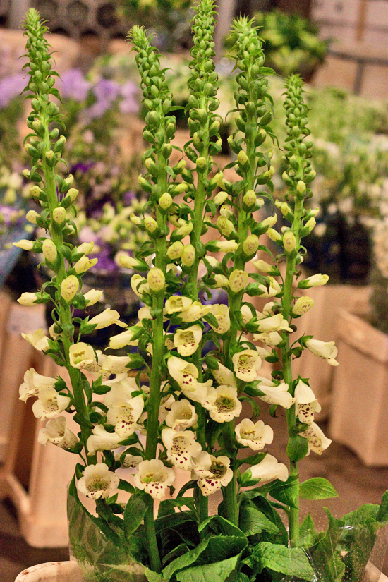 35-New-Covent-Garden-Flower-Market-May-Report-Flowerona.jpg?mtime=20170929141930#asset:12294