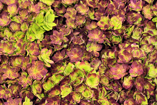 6-New-Covent-Garden-Flower-Market-Flowerona.jpg?mtime=20170928162342#asset:12028