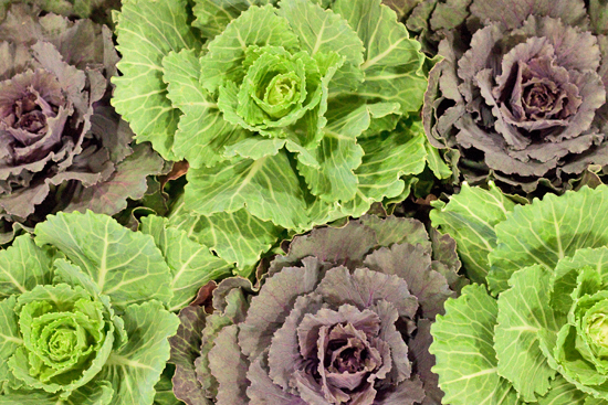 7-New-Covent-Garden-Flower-Market-Flowerona.jpg?mtime=20170928162342#asset:12029