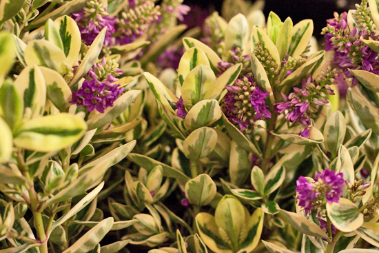 8-New-Covent-Garden-Flower-Market-Flowerona.jpg?mtime=20170928162343#asset:12030