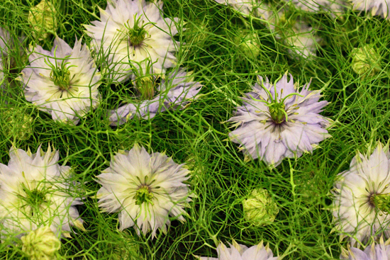 8-New-Covent-Garden-Flower-Market-May-Report-Flowerona.jpg?mtime=20170929141914#asset:12267