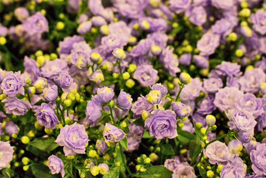 9-New-Covent-Garden-Flower-Market-Flowerona.jpg?mtime=20170928162344#asset:12031