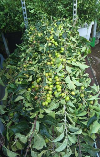 JUL-crab-apple.jpg?mtime=20171003171846#asset:12851