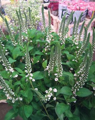 JUL-lysimachia-elisabeth.jpg?mtime=20171003171748#asset:12848