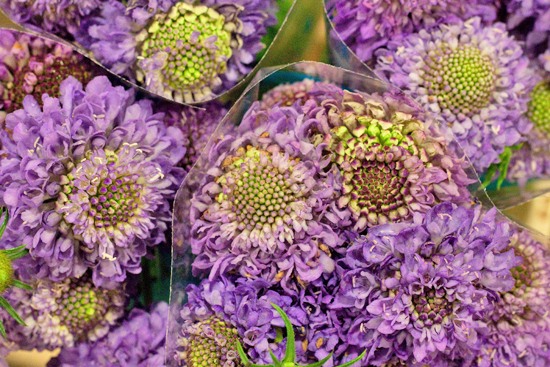New-Covent-Garden-Flower-Market-April-Market-Report-Flowerona-17.jpg?mtime=20170913160635#asset:10319