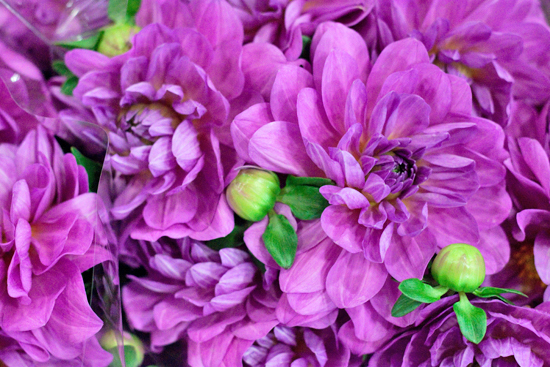 New-Covent-Garden-Flower-Market-August-Market-Report-Flowerona-20.jpg?mtime=20170913121033#asset:10106