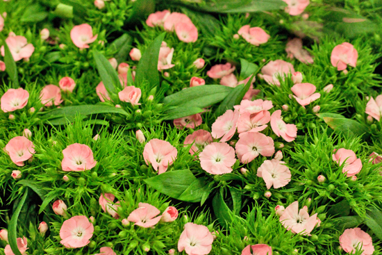 New-Covent-Garden-Flower-Market-February-2014-Market-Report-Flowerona-21.jpg?mtime=20170914103157#asset:10476