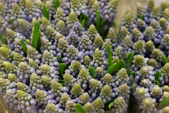 New-Covent-Garden-Flower-Market-February-2014-Market-Report-Flowerona-38.jpg?mtime=20170914103211#asset:10493