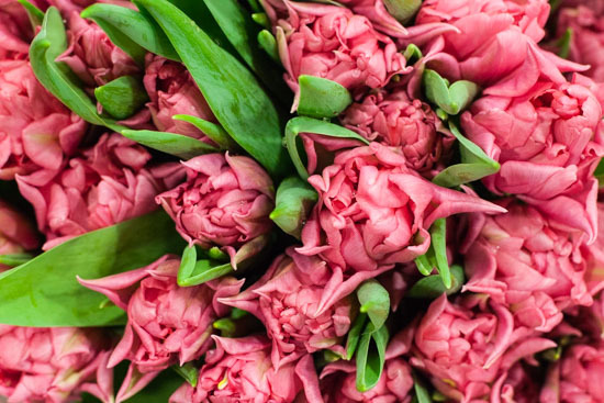 New-Covent-Garden-Flower-Market-January-2015-Market-Report-Flowerona_-1.jpg?mtime=20170908151449#asset:9772