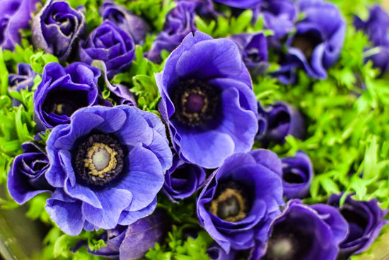 New-Covent-Garden-Flower-Market-January-2015-Market-Report-Flowerona_-10.jpg?mtime=20170908151453#asset:9781