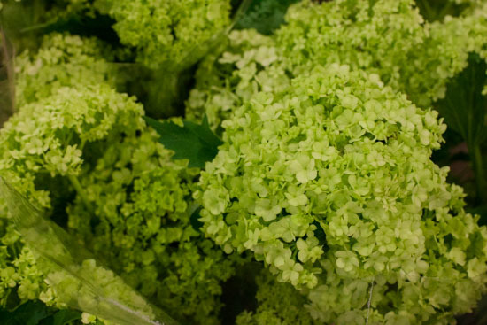 New-Covent-Garden-Flower-Market-January-2015-Market-Report-Flowerona_-12.jpg?mtime=20170908151454#asset:9783