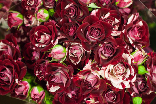 New-Covent-Garden-Flower-Market-January-2015-Market-Report-Flowerona_-15.jpg?mtime=20170908151455#asset:9786