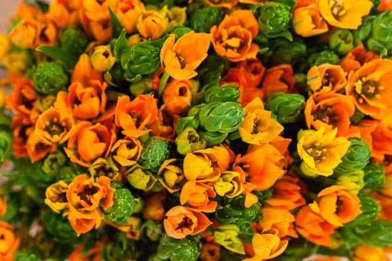 New-Covent-Garden-Flower-Market-January-2015-Market-Report-Flowerona_-18.jpg?mtime=20170908151456#asset:9789