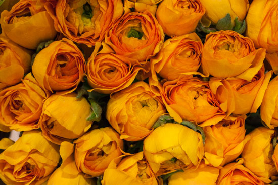 New-Covent-Garden-Flower-Market-January-2015-Market-Report-Flowerona_-7.jpg?mtime=20170908151452#asset:9778