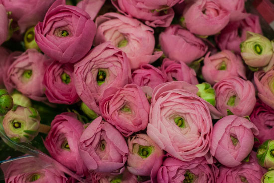 New-Covent-Garden-Flower-Market-January-2015-Market-Report-Flowerona_-8.jpg?mtime=20170908151452#asset:9779