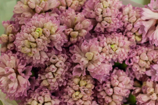 New-Covent-Garden-Flower-Market-January-2015-Market-Report-Flowerona_-9.jpg?mtime=20170908151453#asset:9780