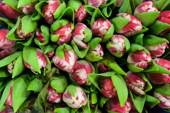 New-Covent-Garden-Flower-Market-January-2015-Market-Report-Flowerona_3.jpg?mtime=20170908151451#asset:9774
