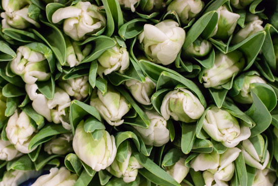 New-Covent-Garden-Flower-Market-January-2015-Market-Report-Flowerona_4.jpg?mtime=20170908151451#asset:9775