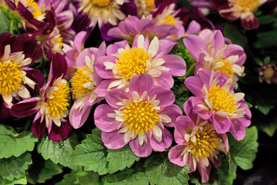 New-Covent-Garden-Flower-Market-June-Market-Report-Flowerona-22.jpg?mtime=20170913123957#asset:10218