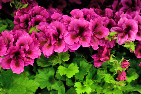 New-Covent-Garden-Flower-Market-June-Market-Report-Flowerona-23.jpg?mtime=20170913123939#asset:10219