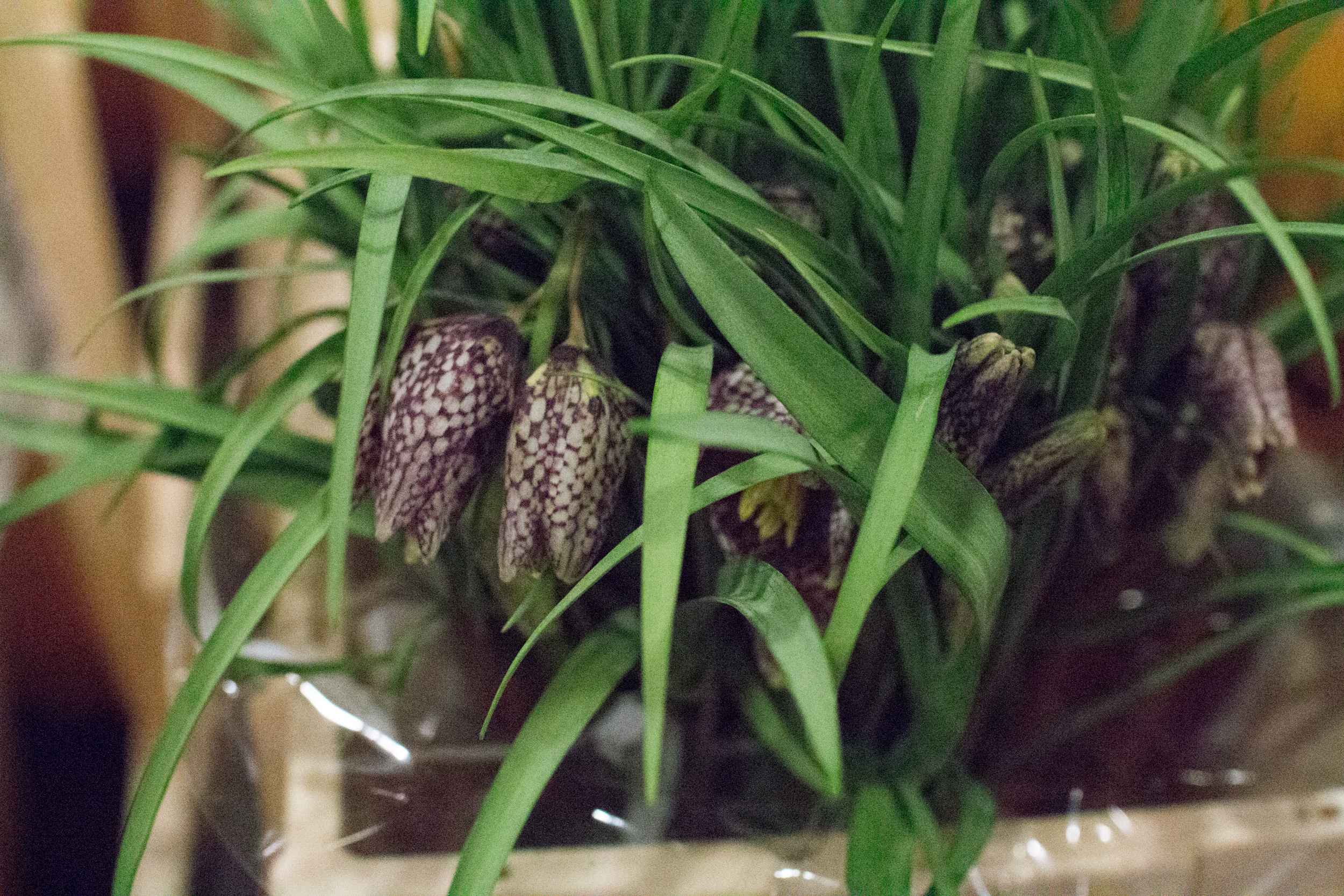 New Covent Garden Flower Market March 2016 Market Report Flowerona Hr 18