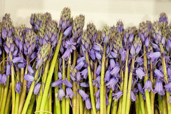 New-Covent-Garden-Flower-Market-May-Market-Report-Flowerona-2.jpg?mtime=20170913155036#asset:10256
