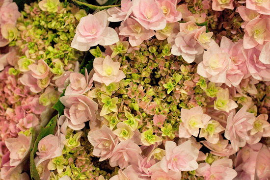 New-Covent-Garden-Flower-Market-May-Market-Report-Flowerona-23.jpg?mtime=20170913154953#asset:10277