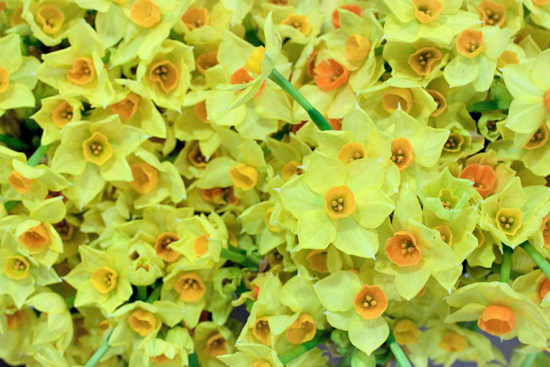 New-Covent-Garden-Flower-Market-November-Market-Report-Flowerona-2.jpg?mtime=20170913112703#asset:9811