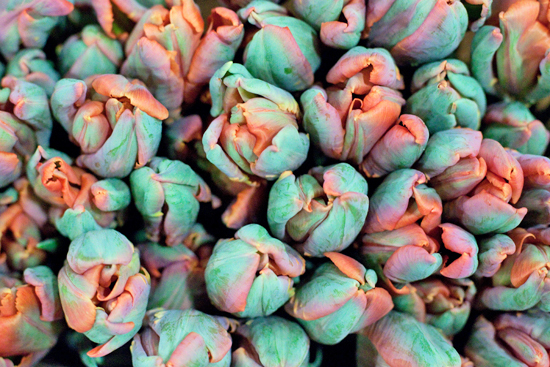 New-Covent-Garden-Flower-Market-November-Market-Report-Flowerona-9.jpg?mtime=20170908154735#asset:9818